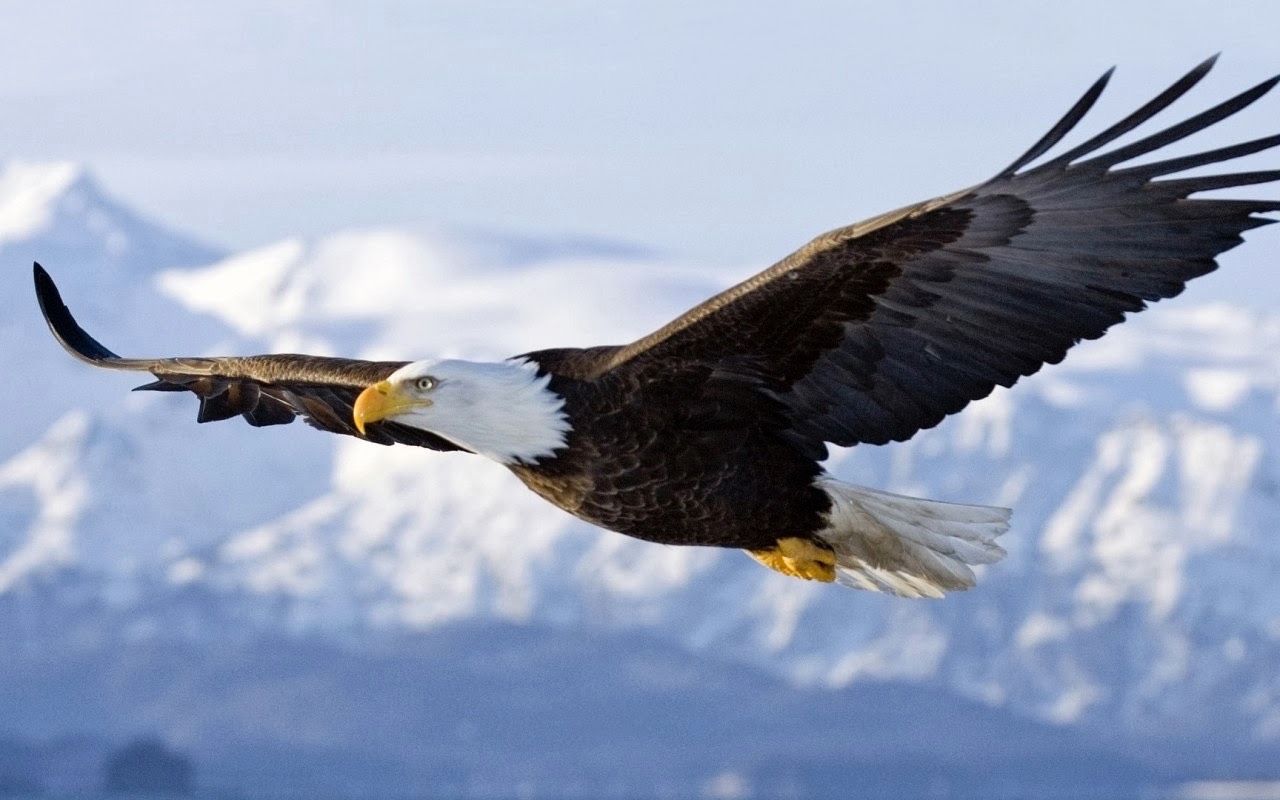 bald-eagle-eagle-flight-wings-dieren-800x1280