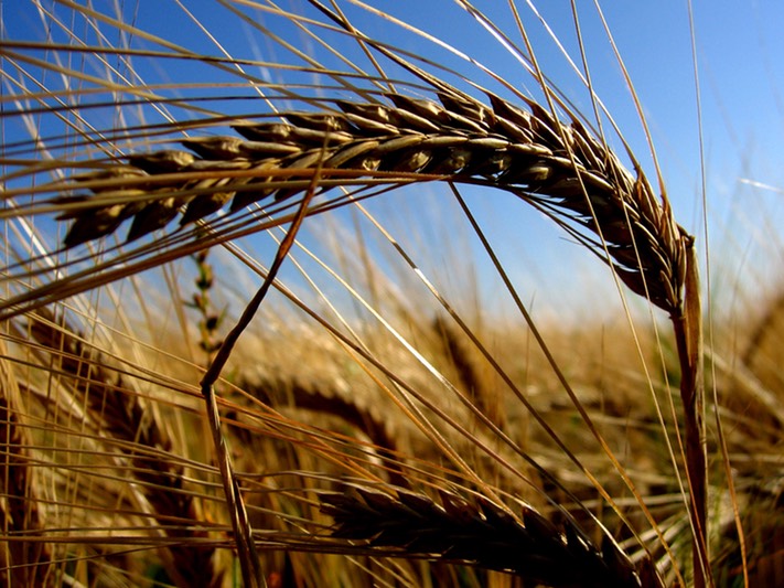 Grain of Bowing Wheat