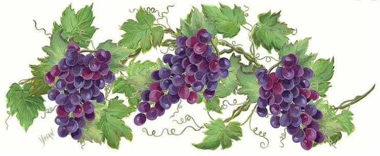 grapevines1