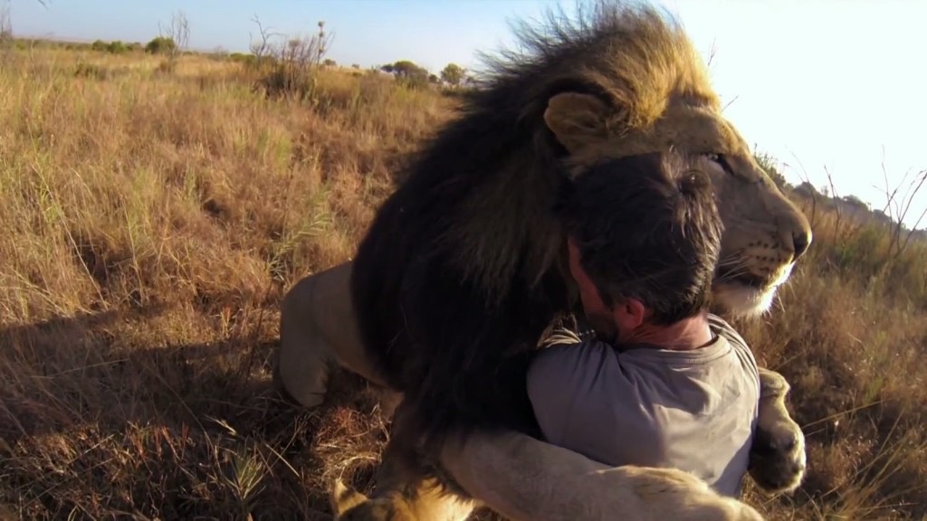 Man-Tries-to-Hug-a-Wild-Lion-You-Wont-Believe-What-Happens-Next-1024x576